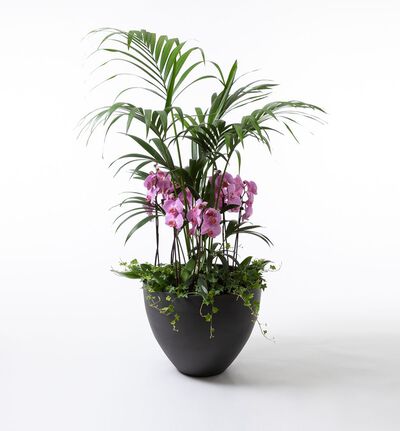 Arrangementsplanting med Kentiapalme og lilla orkidéer